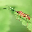 Smith's Banded Mummy Wasp - photo 5