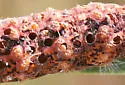 Stigmata Mummy Wasp - photo 2