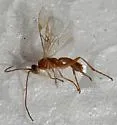 Stigmata Mummy Wasp - photo 3