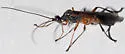 Terminal Mummy Wasp - Aleiodes terminalis