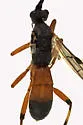 Terminal Mummy Wasp - photo 2