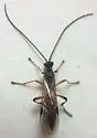 Terminal Mummy Wasp - photo 3