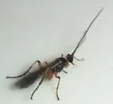 Terminal Mummy Wasp - photo 4