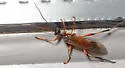 Terminal Mummy Wasp - photo 5