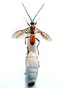 Aleiodes texanus