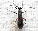 Aleiodes texanus - photo 2