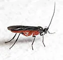 Aleiodes texanus - photo 3