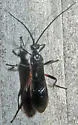 Aleiodes texanus - photo 4