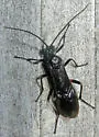 Aleiodes texanus - photo 5