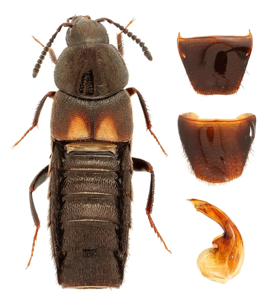 Aleochara bimaculata - photo 2