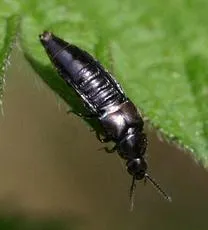 Aleochara bipustulata