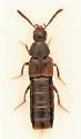 Aleochara castaneimarmotae