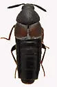 Aleochara curtula