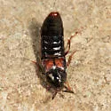 Aleochara curtula - photo 3