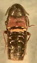 Aleochara curtula - photo 5