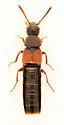 Aleochara daviesi