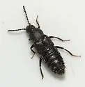 Aleochara depressa