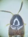 Aleochara fumata - photo 2