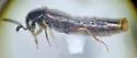 Aleochara fumata - photo 3