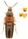 Aleochara gracilicornis