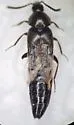 Aleochara gracilicornis - photo 2