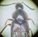 Aleochara gracilicornis - photo 3