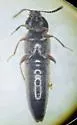 Aleochara gracilicornis - photo 4