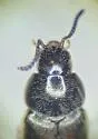 Aleochara lacertina - photo 2