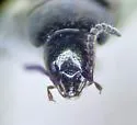 Aleochara lacertina - photo 3