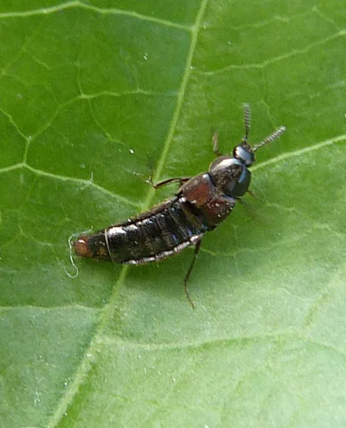 Aleochara lanuginosa
