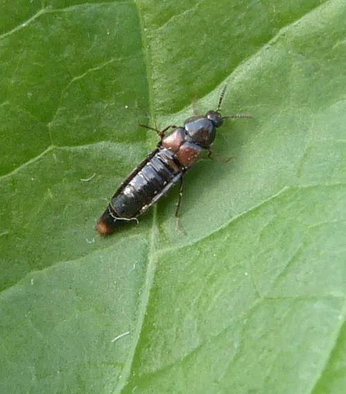 Aleochara lanuginosa - photo 2