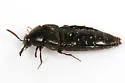 Aleochara lata