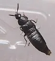 Aleochara lata - photo 3