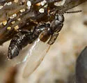 Aleochara littoralis - photo 4