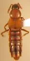 Aleochara lucifuga - Aleochara lucifuga