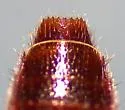 Aleochara lustrica - photo 4