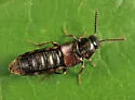 Aleochara rubripes - Aleochara rubripes