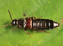 Aleochara rubripes - photo 2