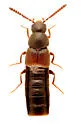Aleochara rubripes - photo 3