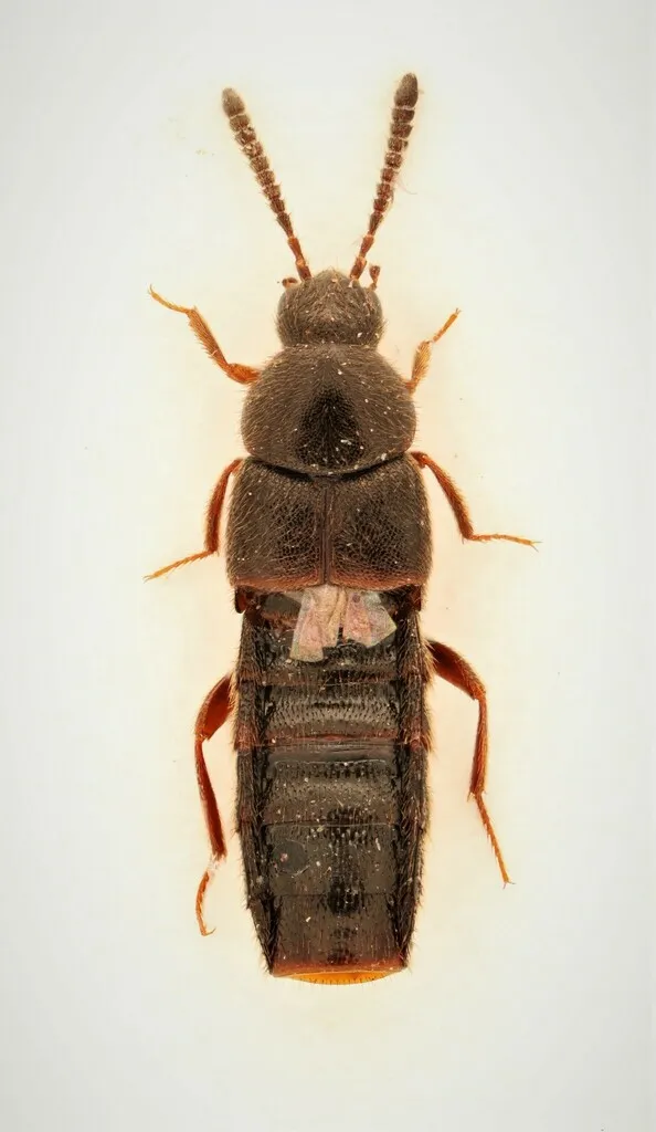 Aleochara sculptiventris - photo 2