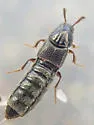 Aleochara sulcicollis - photo 4