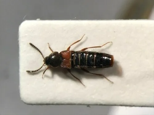 Aleochara thoracica - Aleochara thoracica