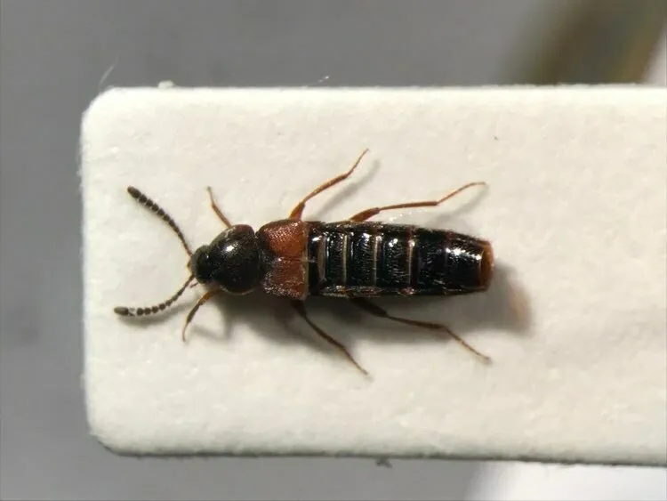 Aleochara thoracica - photo 2