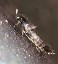 Aleochara tristis - photo 3