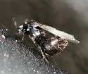 Aleochara tristis - photo 4