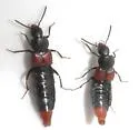 Aleochara valida - photo 2