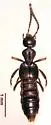 Aleodorus bilobatus