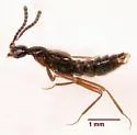 Aleodorus bilobatus - photo 2