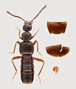 Aleodorus scutellaris - Aleodorus scutellaris