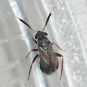 Alepidiella heidemanni